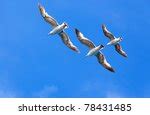 Three Seagulls In Flight Image Free Stock Photo Public Domain Photo