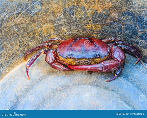 Crab In Bucket From Above Stock Image Image Of Caught 59197421