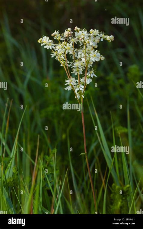 Dropwort, Filipendula vulgaris, also known as Fern-leaf Dropwort. A ...