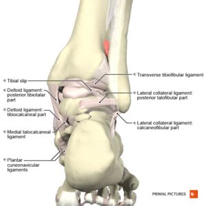 Ankle Syndesmosis Injuries Physiopedia