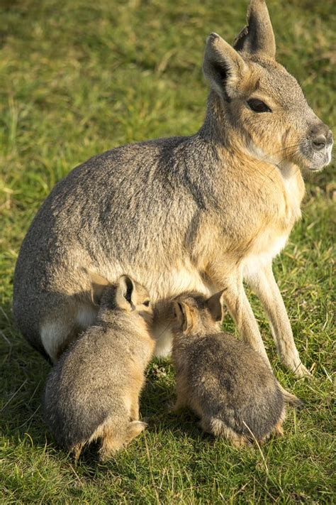 Patagonian Mara With Her Babies Stock Photo Image Of Wilderness Baby