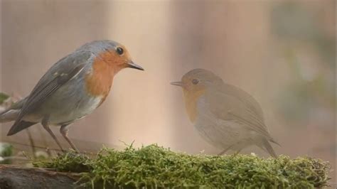 The European Robin Youtube