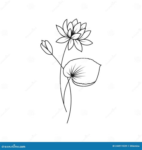 Lily May Birth Month Flower Illustration Cartoon Vector Cartoondealer