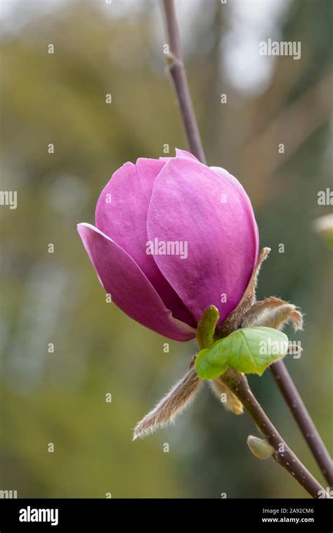 Magnolie Magnolia Black Tulip Stock Photo Alamy