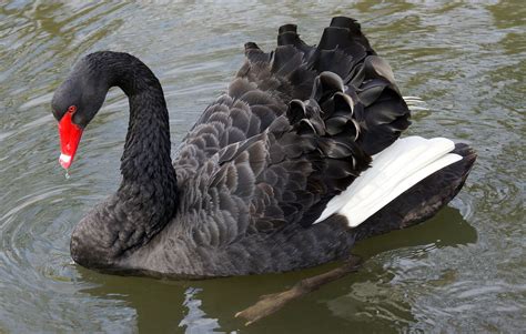 DSC09490 Black Swan Black Swan Cygnus Atratus Flickr