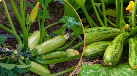 Comment Multiplier Le Nombre De Courgettes Sur Un Pied Voici Le Guide