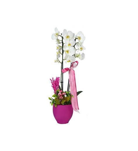 Dekoratif Saksıda Çift Dal Beyaz Orkide Lilyanaflowers