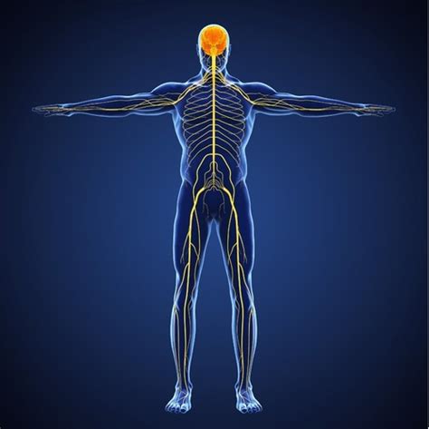 Chapter 10 Nervous System Flashcards Quizlet