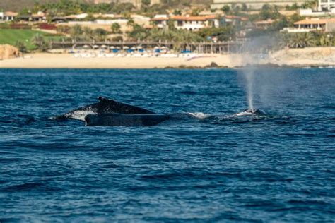 Duas Baleias Jubarte Em Frente Praia De Cabo San Lucas Baja