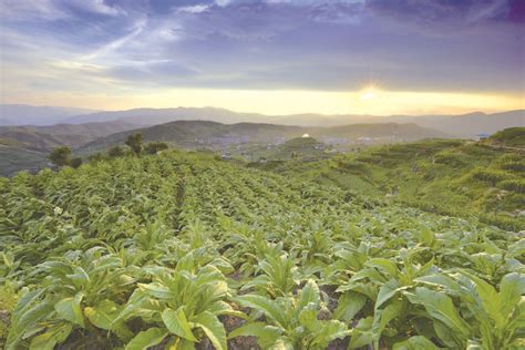 四川烟草为凉山彝区脱贫奔康聚智聚力 四川经济日报