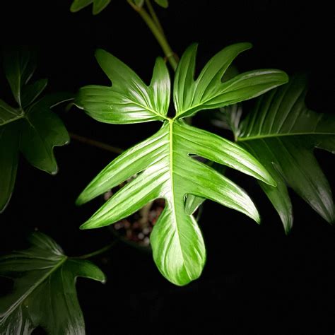 Philodendron Pedatum 6 Pot Plant Hawaii