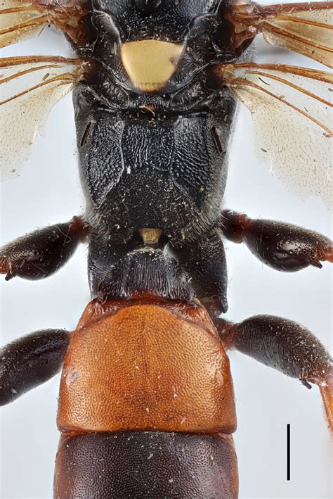 Ichneumon Hypolius Thomson Dorsal Scale Bar Mm H Flickr