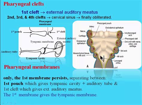 Pharyngeal Slits Function