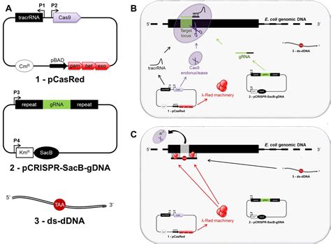 Multiple Stepwise Gene Knockout Using CRISPR Cas9 In Escherichia Coli