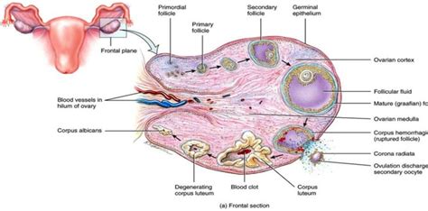 Ovarian Follicle Development [26] | Download Scientific Diagram