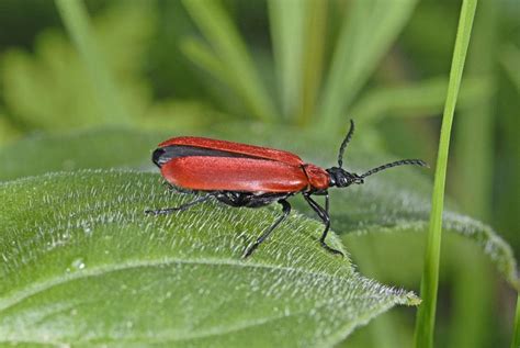 Insectes Volants Rouges Maison Home Alqu