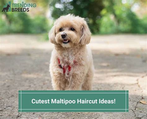 Maltipoo Dog Breed Guide Pictures Sizes And Info 2024