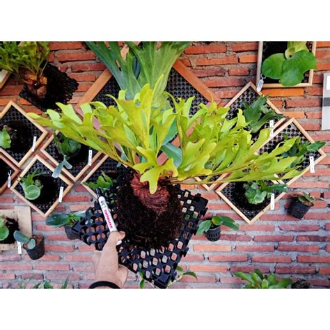 Jual Platycerium Ridleyi Simbar Tanduk Rusa Tanaman Eksotis