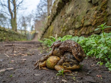 Pares De Ranas Comunes Temporaria Del Rana Con El Sapo Común