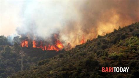 Puglia Dal 5 Al 7 Luglio Esperti Di Lotta Agli Incendi Boschivi In Puglia