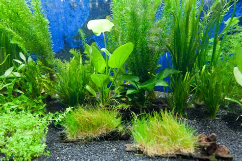 Aquarium Plants Free Stock Photo Public Domain Pictures