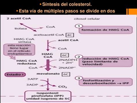 Sintesis Del Colesterol