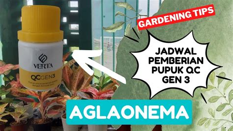 Jadwal Pemberian Pupuk QC Gen 3 Untuk Aglaonema YouTube