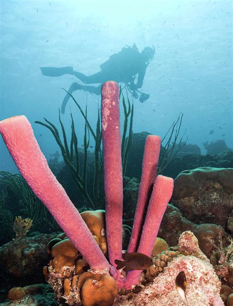 Purple Tube Sponges Photograph By Robert Wrenn Fine Art America