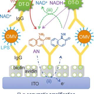 Schematic Of Sandwich Type Electrochemical Immunosensor For Omv