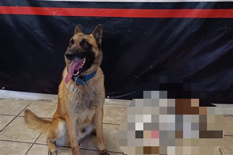 Binomio canino Noah detecta droga en paquetería de Torreón Lado mx