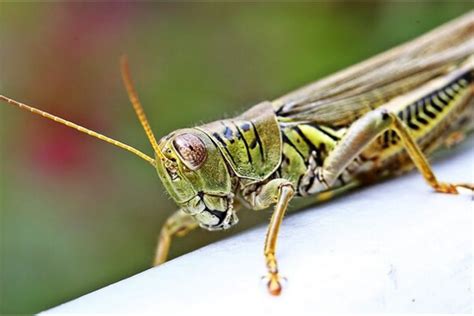 Grasshoppers - Prevention and Control