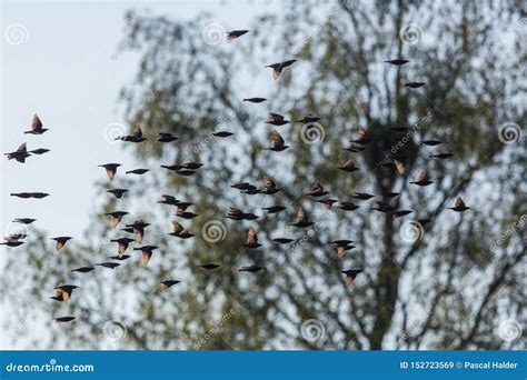 Starling Swarm Sturnus Vulgaris Passing in Front of Tree Stock Image ...