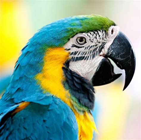 Exotic Colorful African Macaw Parrot Stock Photo Anna Om 9789967