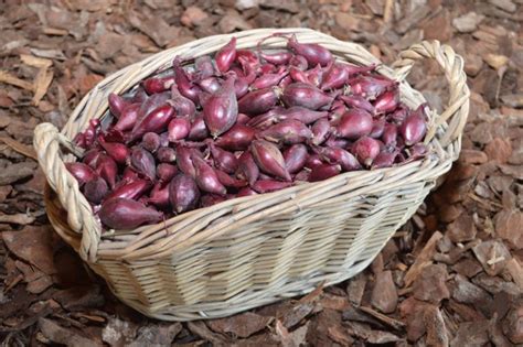 Kada počinje jesenja sadnja luka i koju sortu odabrati Agricom