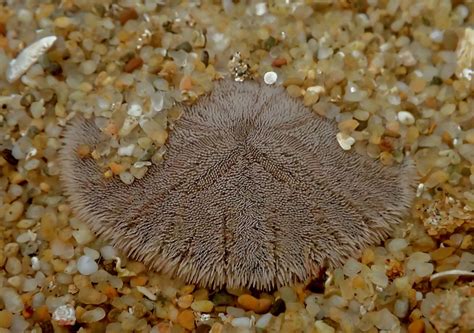 Sand Dollars On The Beach And In The Water Bay Nature