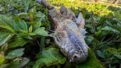 Falling iguanas normal during Florida cold snap, but did they die off?