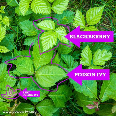 Blackberry, Another Poison Ivy Lookalike - poison-ivy.org