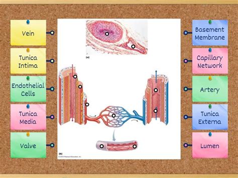 structure  blood vessels labelled diagram