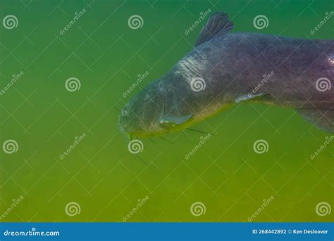 A Mature Channel Catfish Ictalurus Punctatus Showing How Aged It As It