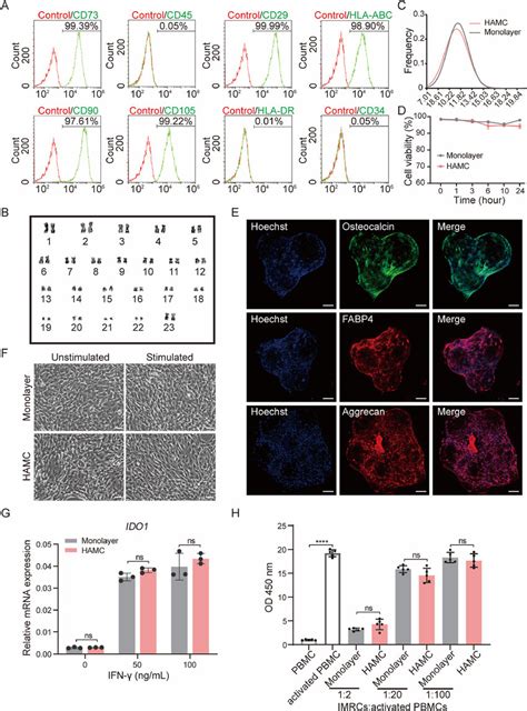 Imrcs Expanded On Hamcs Maintain Cell Stemness And Immunomodulatory Download Scientific Diagram