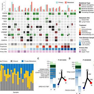 Whole Exome Sequencing Of Paired Primary And Metastatic Urothelial