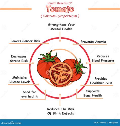 Health Benefits Of A Tomato Stock Vector Illustration Of