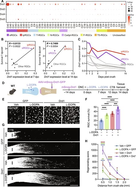 Modulating Amacrine Cellderived Dopamine Signaling Promotes Optic