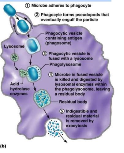 Innate Immunity Flashcards Quizlet