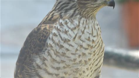 Sparrowhawk Catches Lapwing Training Of Sparrowhawk Falconry Youtube