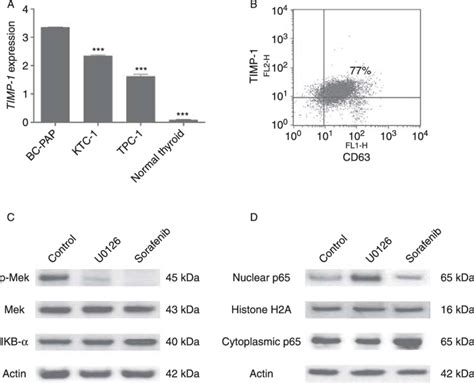 TIMP 1 Expression In Thyroid Cancer Cell Lines And Normal Thyroid