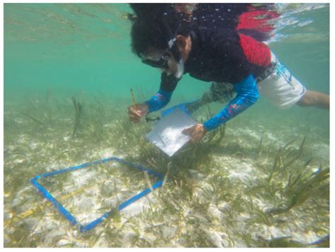 Annual Monitoring Of The Seagrass Beds Panorama