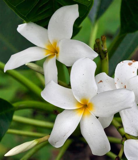 Flor de Mayo, Plumeria rubia, Plumeria obtusa, frangipani, is a known ...