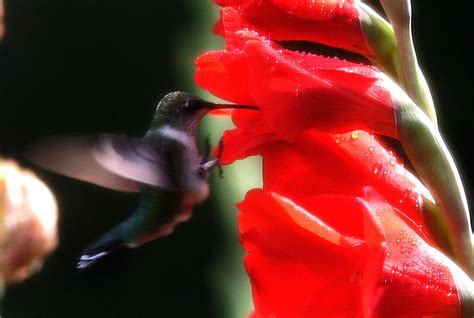 Swarm Of Hummingbirds