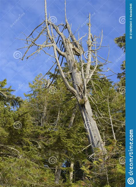 Old Dead Cedar Tree On Blue Sky Background Stock Image Cartoondealer